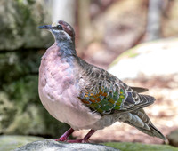 Common bronzewing
