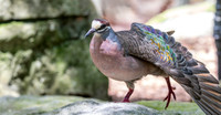 Common bronzewing