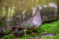 Common bronzewing