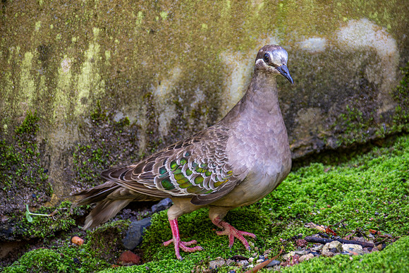 Common bronzewing