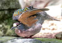 Common bronzewing