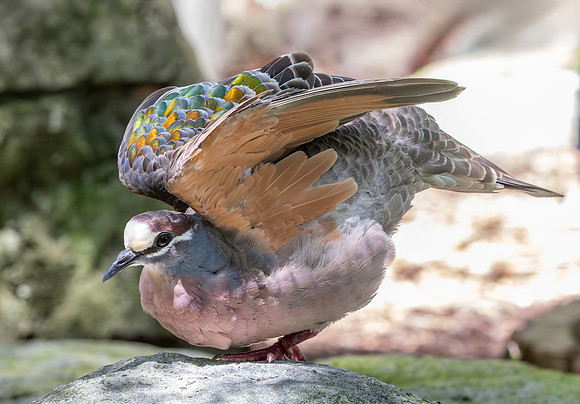 Common bronzewing