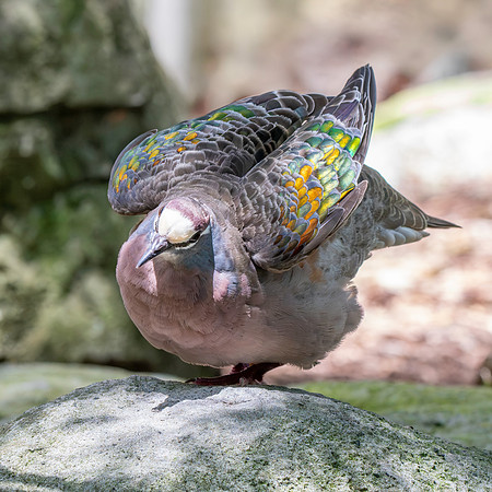 Common bronzewing