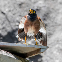 Common myna