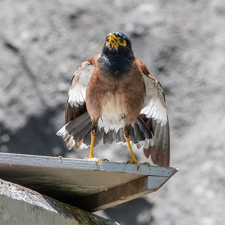 Common myna