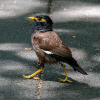 Common myna