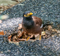 Common myna