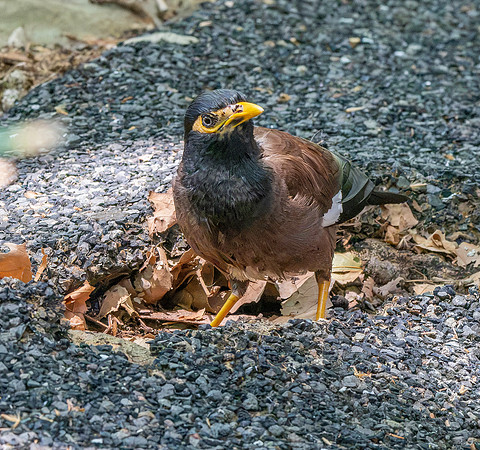 Common myna