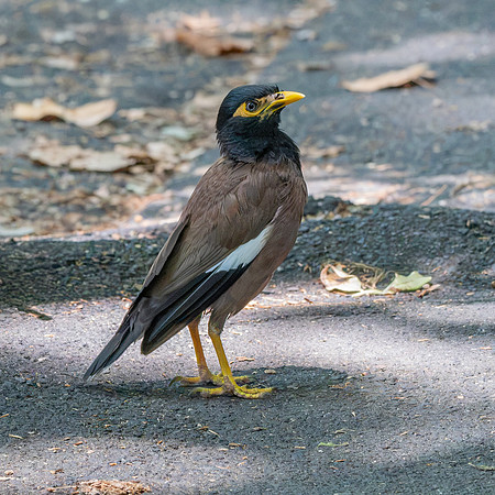 Common myna