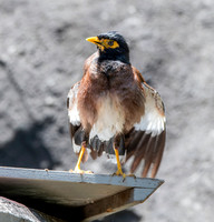 Common myna
