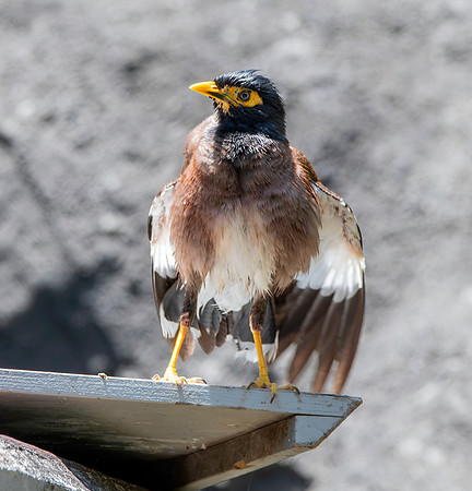 Common myna