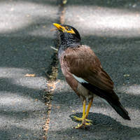 Common myna