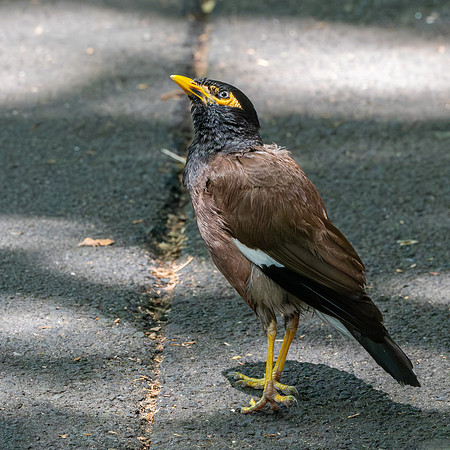 Common myna