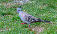 Crested pigeon