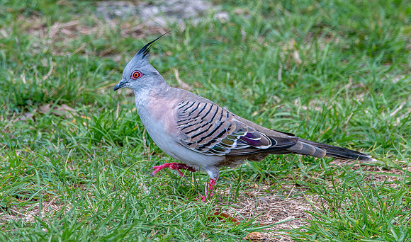 Crested pigeon