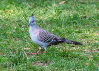 Crested pigeon