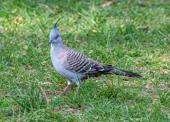 Crested pigeon