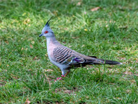 Crested pigeon