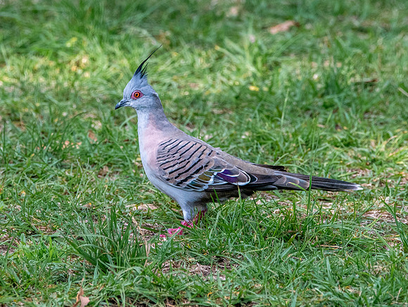 Crested pigeon