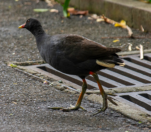 Dusky moorhen