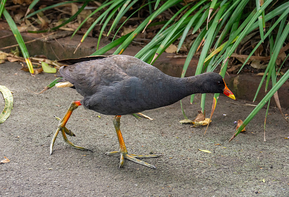 Dusky moorhen