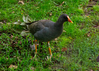 Dusky moorhen