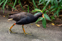 Dusky moorhen