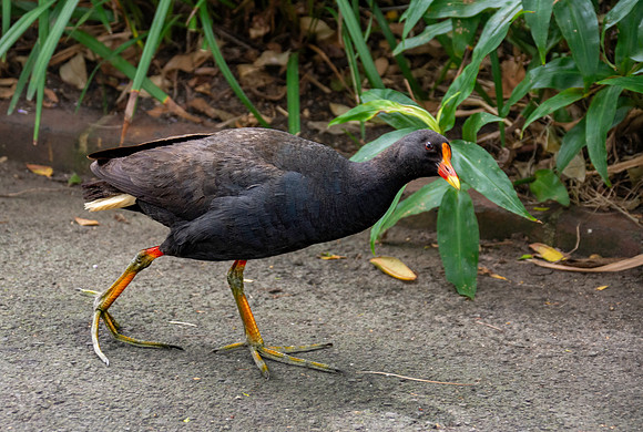 Dusky moorhen
