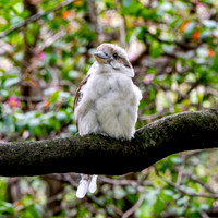 Laughing kookaburra