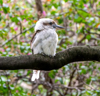 Laughing kookaburra