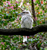 Laughing kookaburra