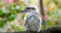 Laughing kookaburra