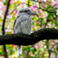 Laughing kookaburra