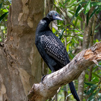 Little black cormorant / shag