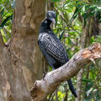 Little black cormorant / shag