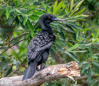 Little black cormorant / shag
