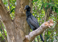 Little black cormorant / shag
