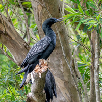Little black cormorant / shag