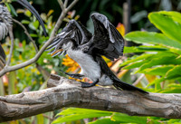 Little pied cormorant / little shag