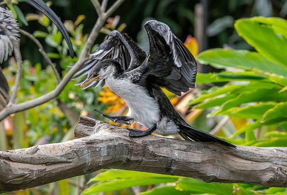 Little pied cormorant / little shag