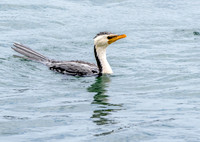 Little pied cormorant / little shag