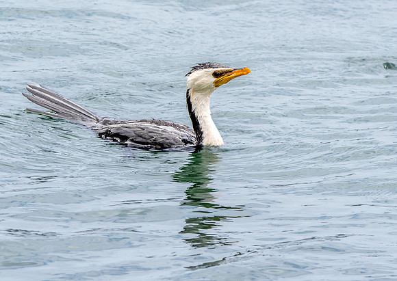 Little pied cormorant / little shag