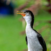 Little pied cormorant / little shag