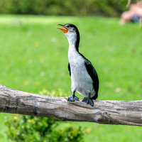 Little pied cormorant / little shag