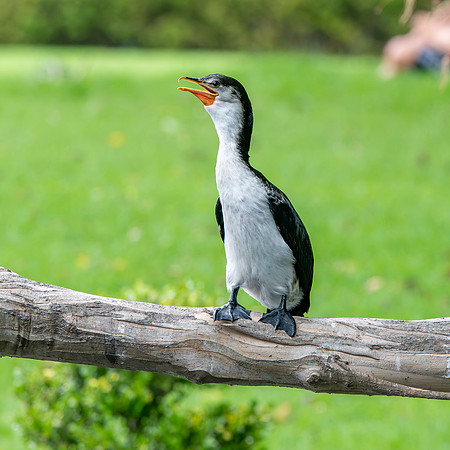 Little pied cormorant / little shag