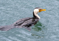 Little pied cormorant / little shag