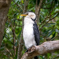 Little pied cormorant / little shag