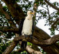 Little pied cormorant / little shag