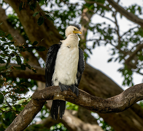 Little pied cormorant / little shag
