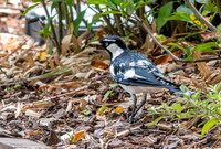 Magpie Lark